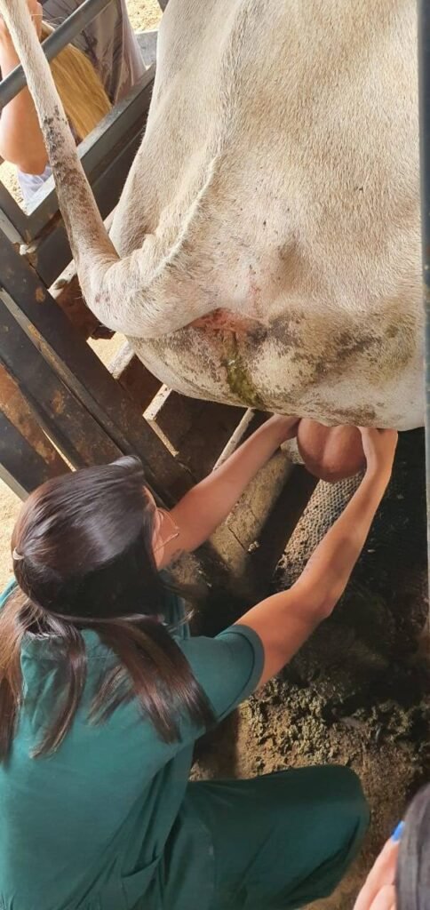 Andrologia E T Cnicas Avan Adas Para Avalia O Esperm Tica Em Bovinos