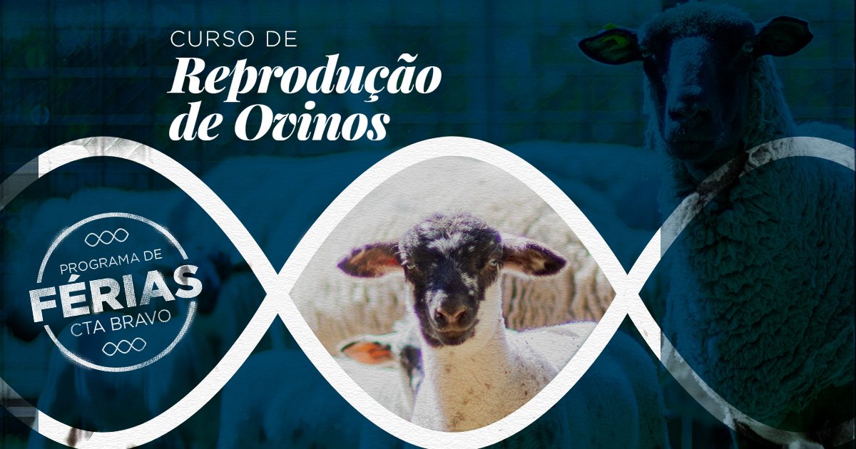Banner-ovinos
