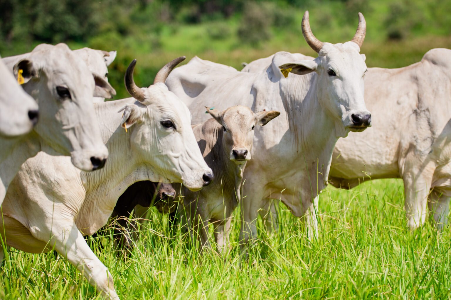 BEM-ESTAR ANIMAL PARA BOVINOS DE CORTE.