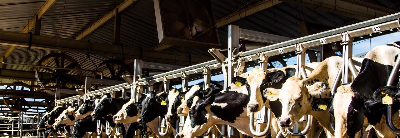 ESTRATÉGIAS DE MANEJO PARA MITIGAÇÃO DO ESTRESSE TÉRMICO E MELHORIA DA PRODUÇÃO DE LEITE