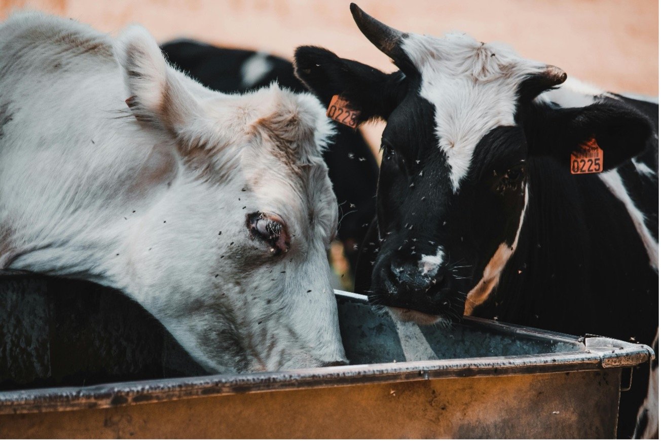 IMPACTO DAS MOSCAS NA PRODUÇÃO ANIMAL: DESAFIOS E ESTRATÉGIAS DE MANEJO EFICAZ