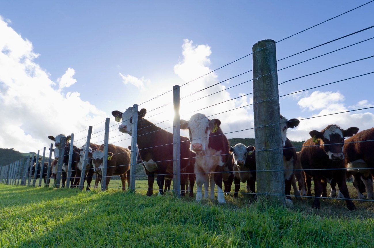 GARANTINDO O FUTURO DA PECUÁRIA COM BOAS PRÁTICAS AGROPECUÁRIAS 