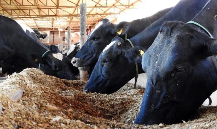COMO O NITROGÊNIO UREICO NO LEITE PODE MELHORAR A EFICIÊNCIA DO SEU REBANHO
